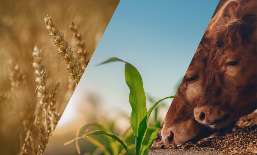 Introducing the New Agrimatics Website featured image