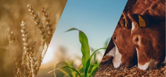 an image divided diagonally, showing a combine and grain cart harvesting,
                   a plant growing, and a cow eating