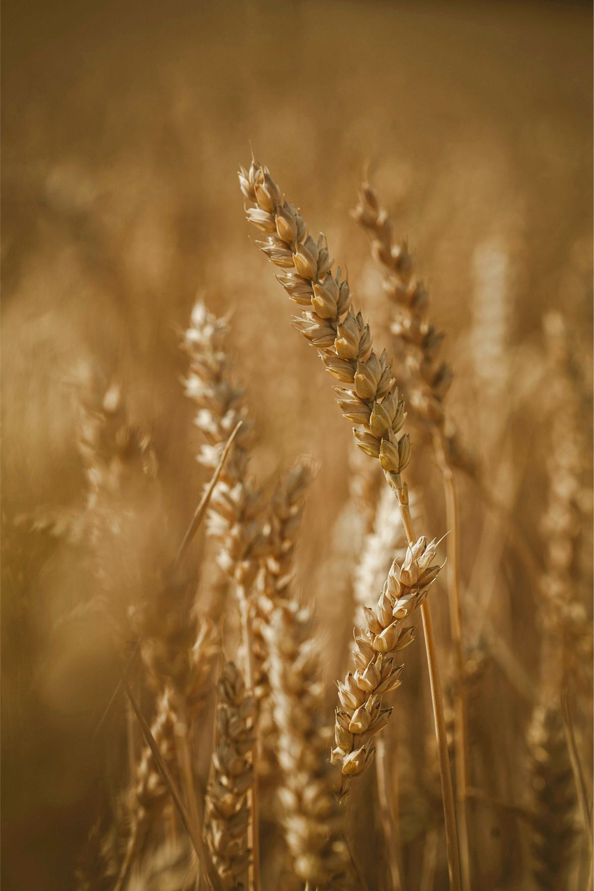 Combine and grain cart harvesting