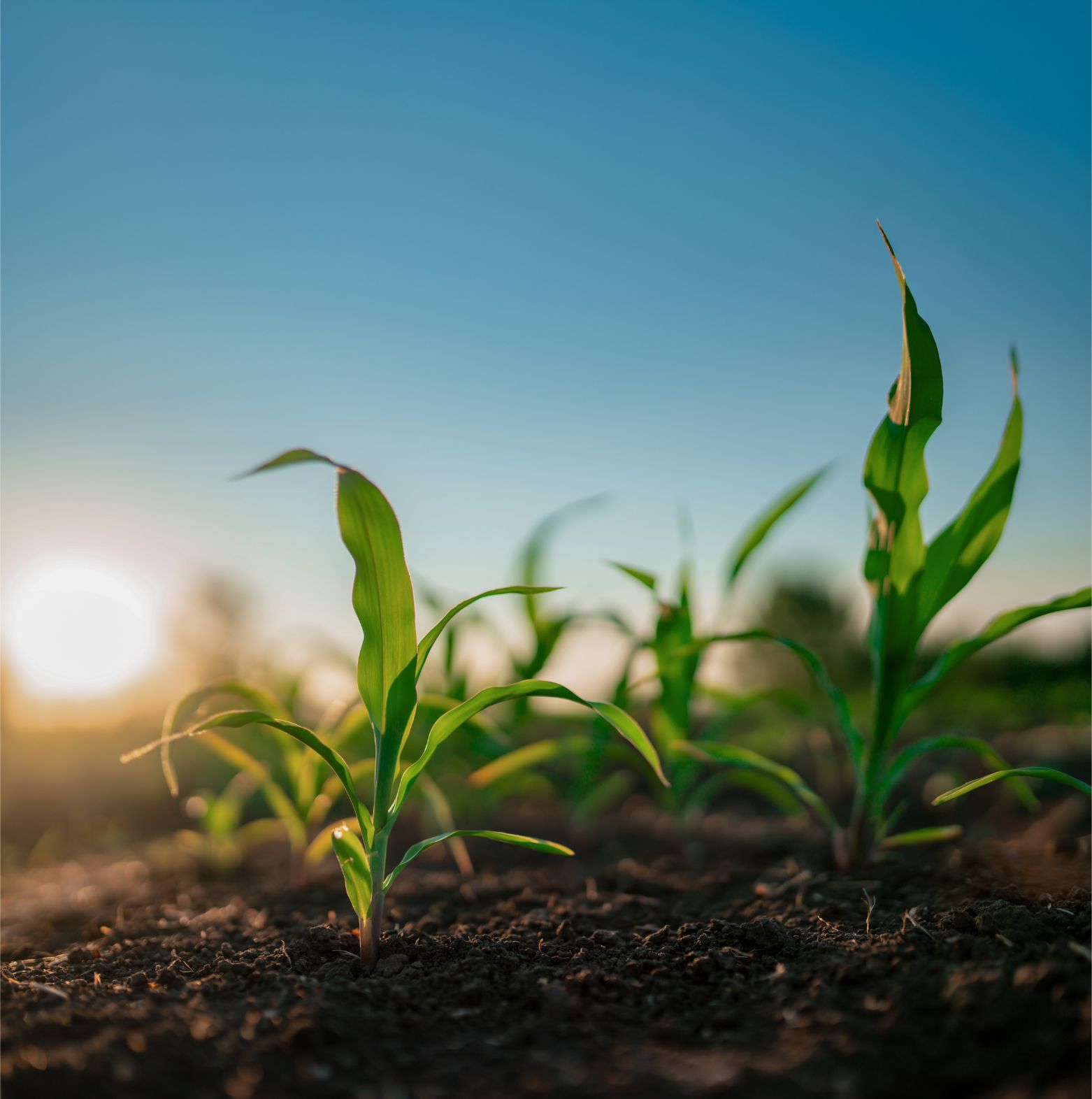 Libra Plant Public Beta Complete featured image