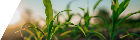 Early-stage field crop